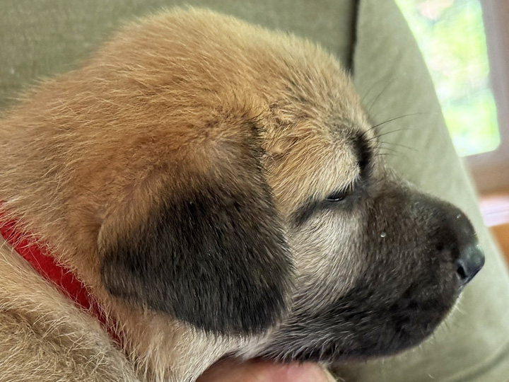 chinook puppy